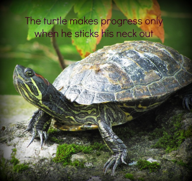 Turtle progress